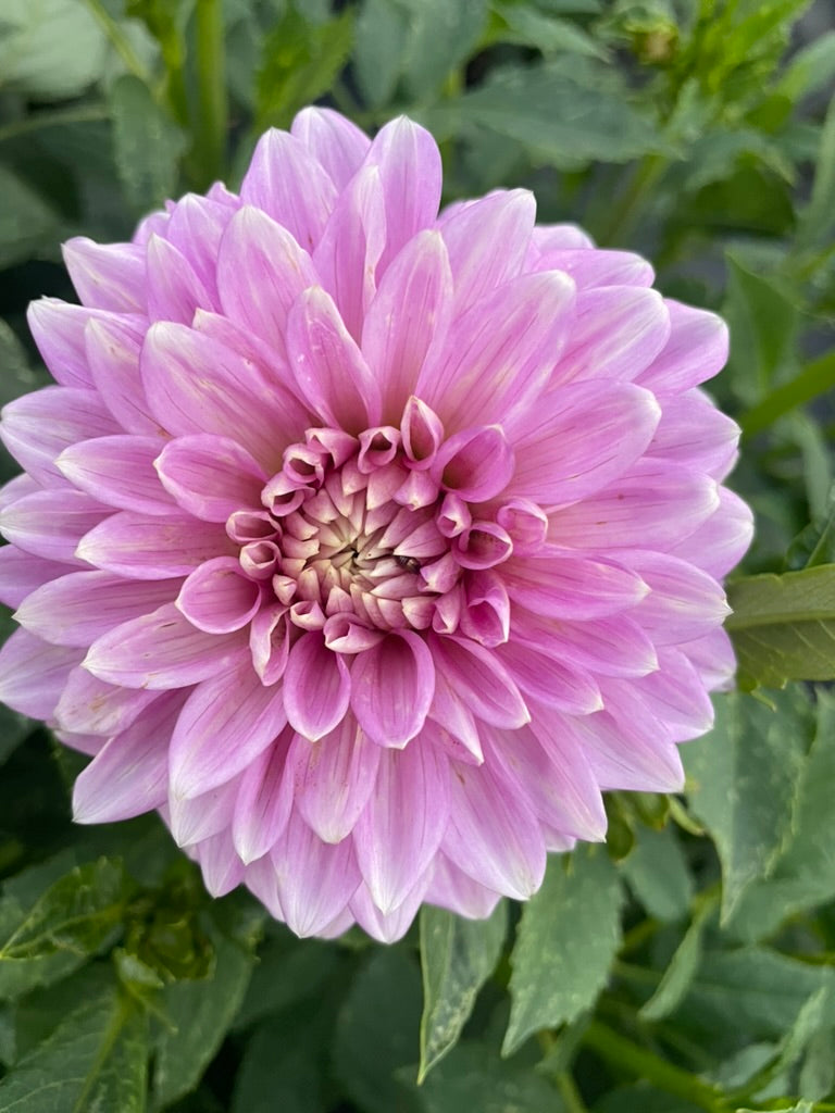 Dahlia - Lavender Lady
