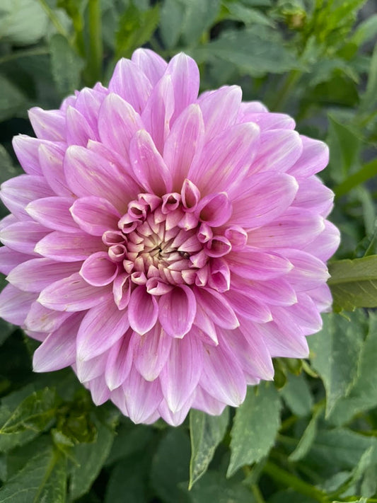 Dahlia Seed - Lavender Lady