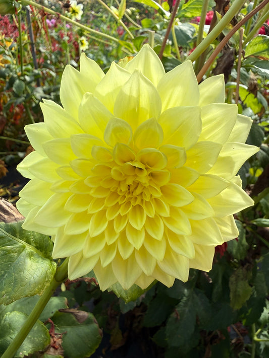 Dahlia - Kim's Christie