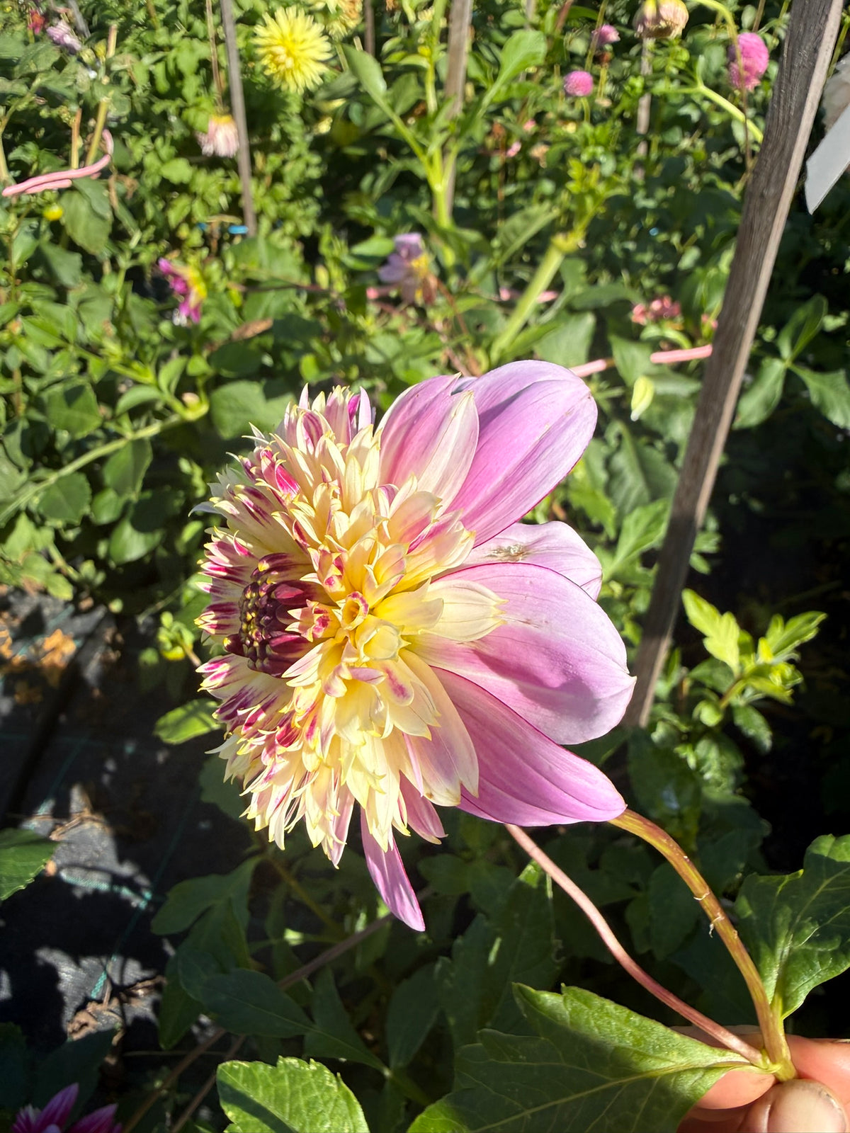Dahlia - Mawak
