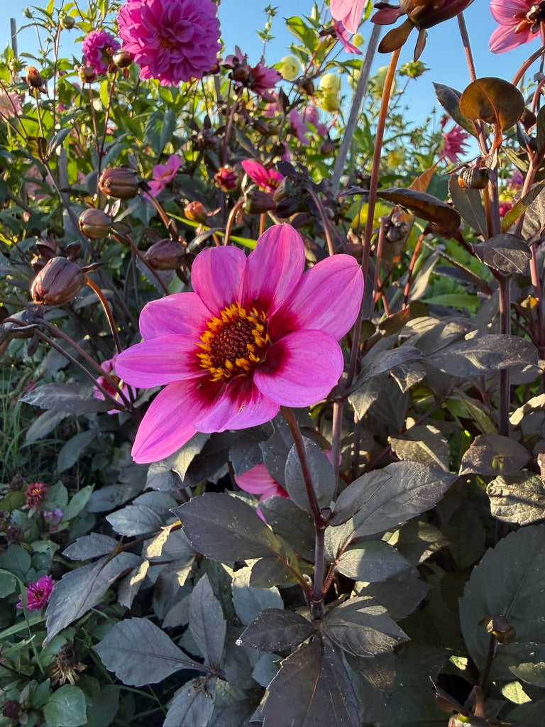 Dahlia - Dahlegria 'Pink Halo'
