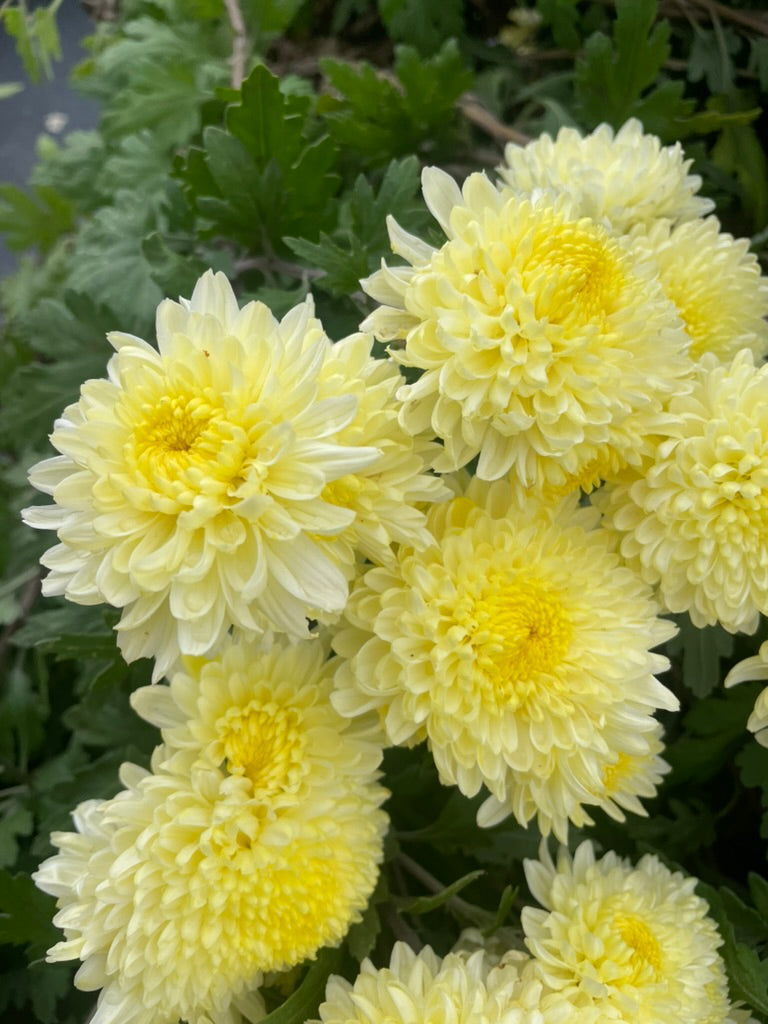 Heirloom Chrysanthemum - Rooted Cutting - Bright Lemon