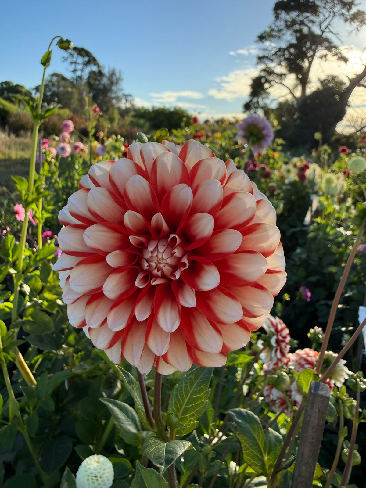 Dahlia - Hilara Fire n Ice