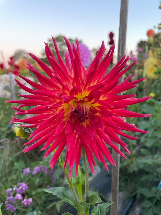 Dahlia - AC Abby (Max 1)