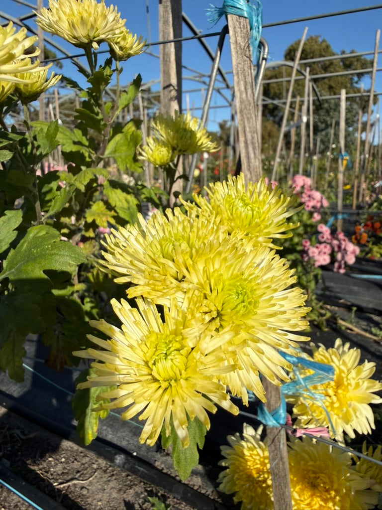 Chrysanthemum - Rooted Cutting - Anastasia Green