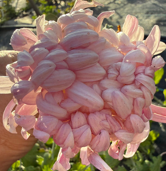 Chrysanthemum - Rooted Cutting - Stoake's Apricot Delight