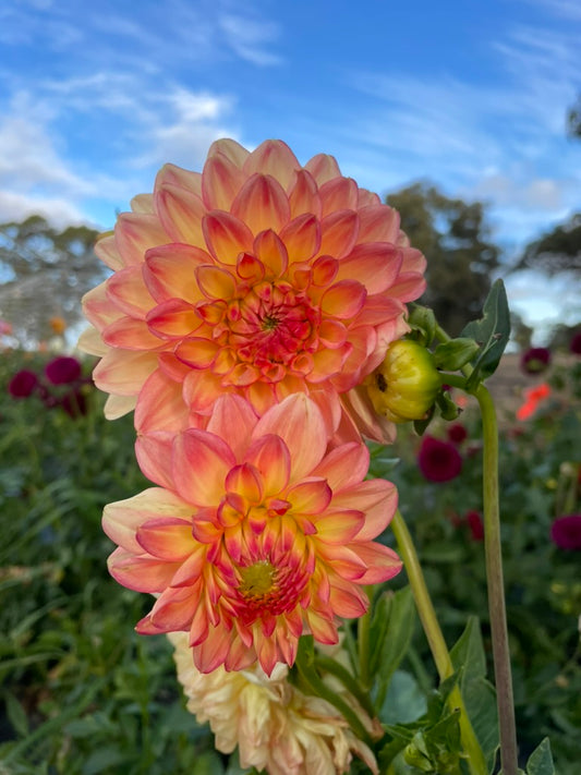 Dahlia - Tequila Sunrise