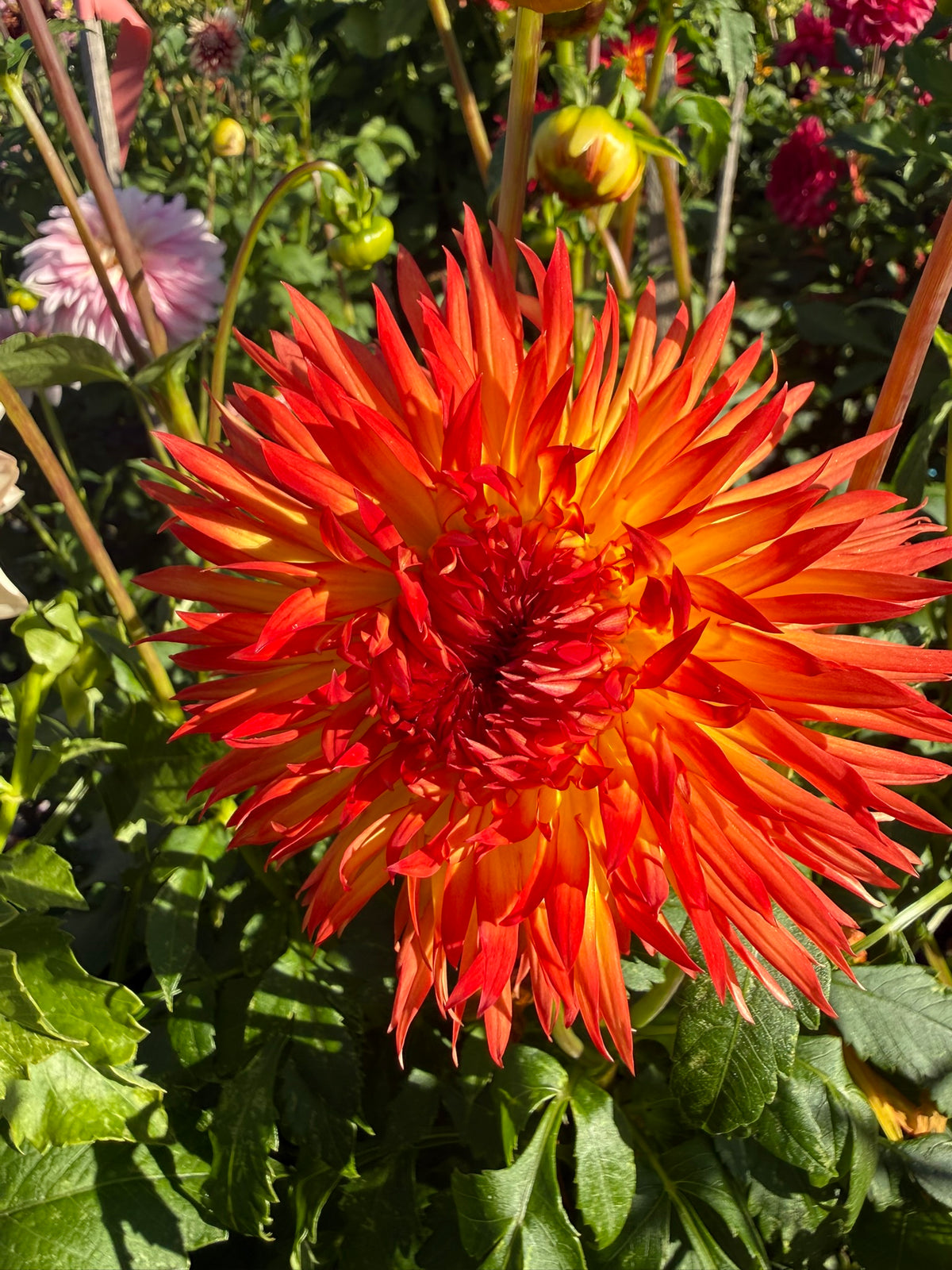 Dahlia - Cheyanne