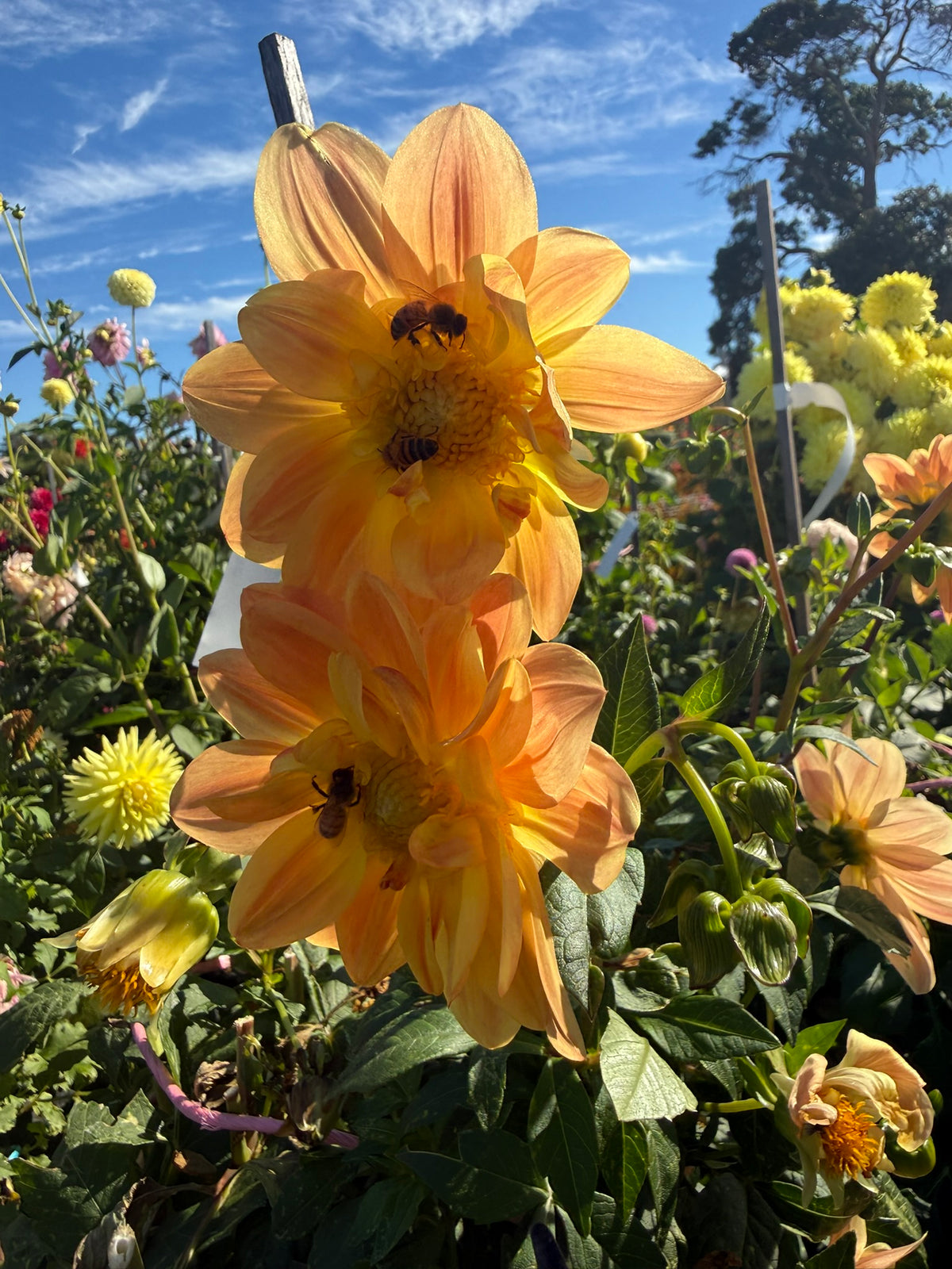 Dahlia - Summertime