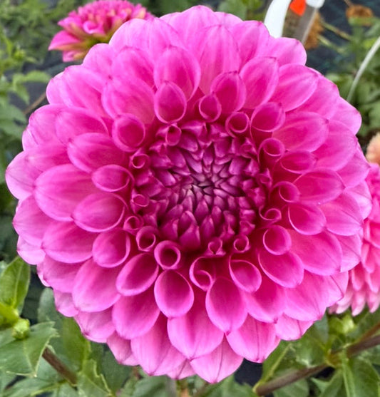 Dahlia - Devon Saigon