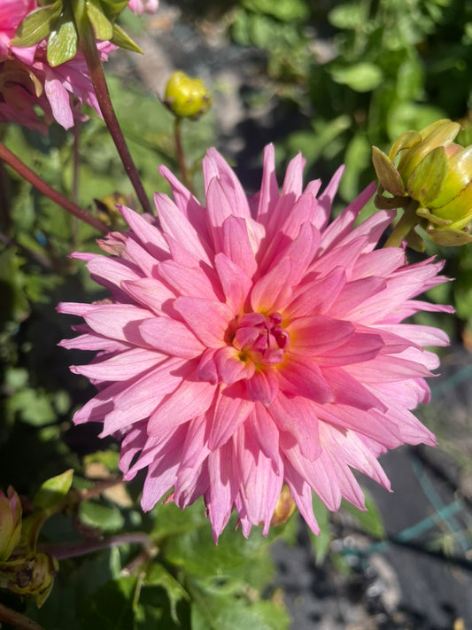 Dahlia - Amanda Jarvis