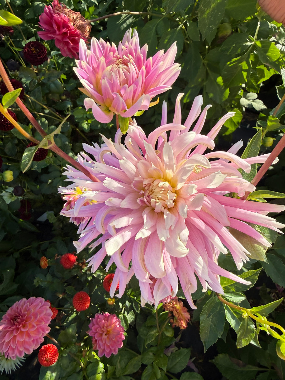 Dahlia - Delbard Versailles