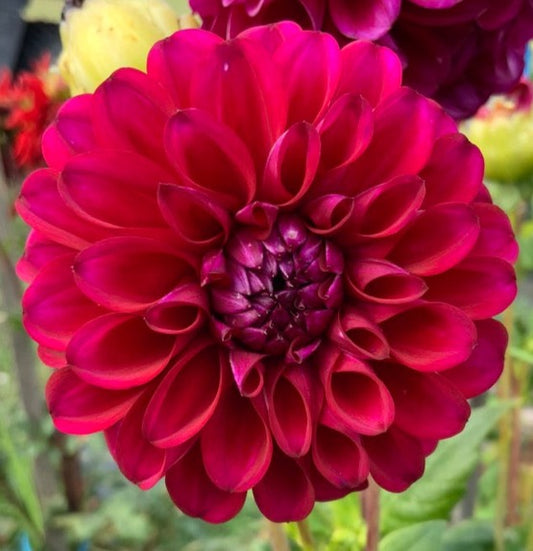 Dahlia - Glenmarc Lorilee