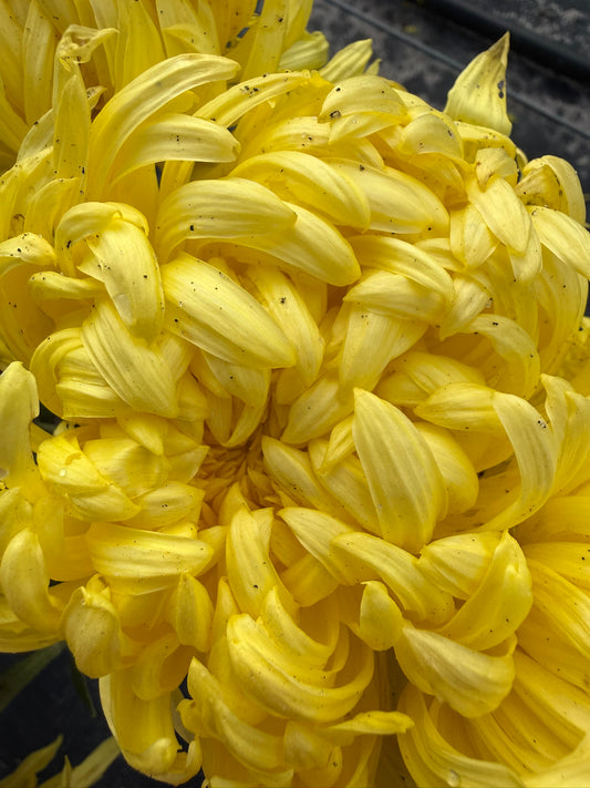 Chrysanthemum - Rooted Cutting - Nancye Furneaux