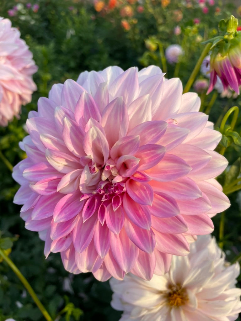 Dahlia - Glenbank Lavender Blush