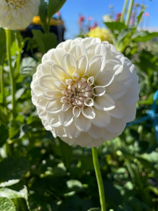 Dahlia - Glenmarc Francis