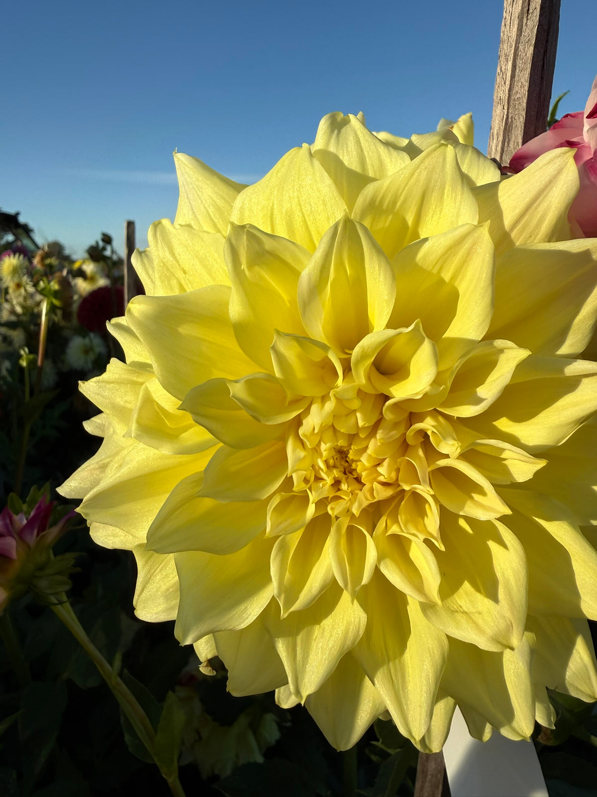 Dahlia - Eclipse