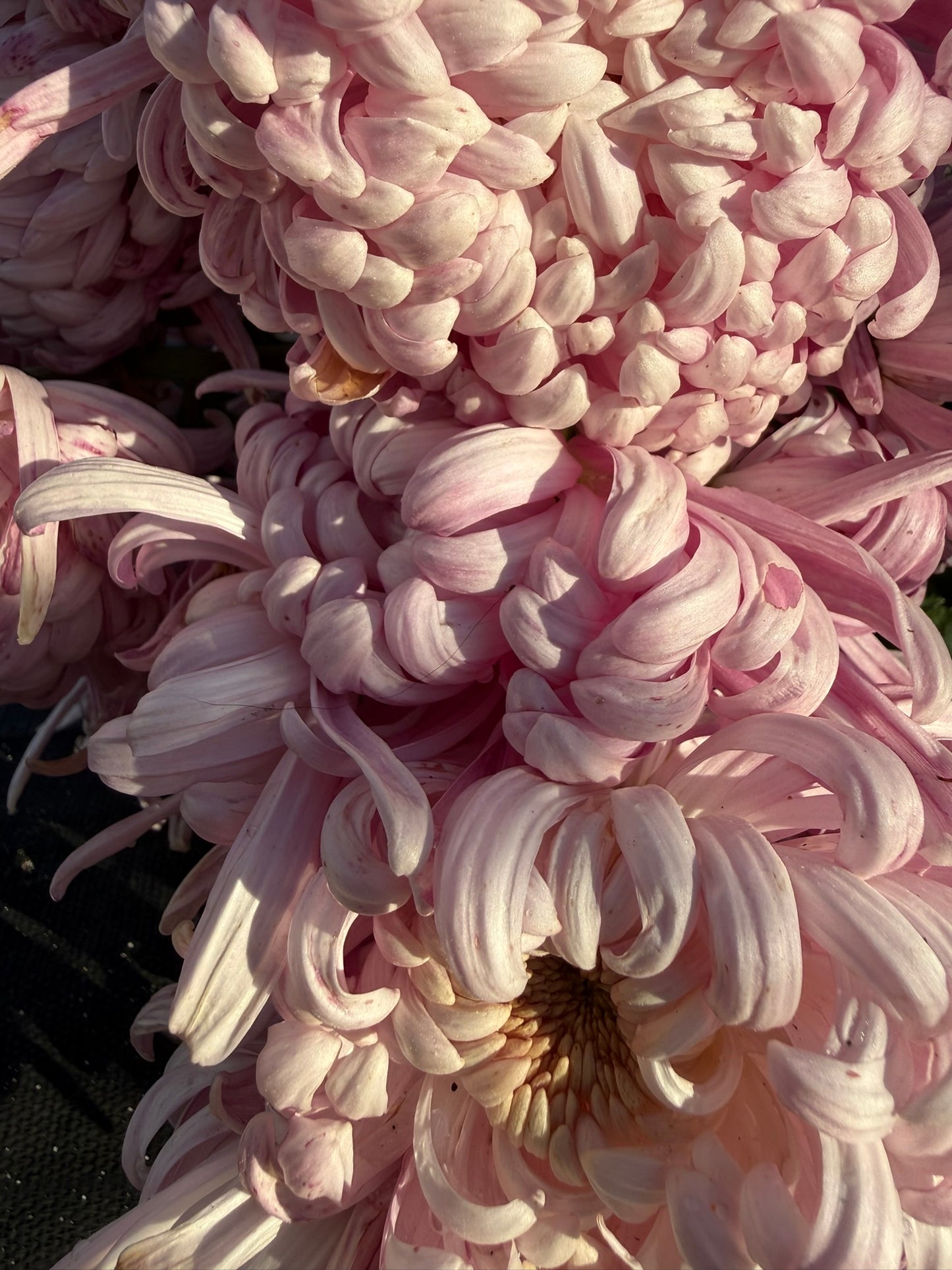 Chrysanthemum - Rooted Cutting - Kabuki