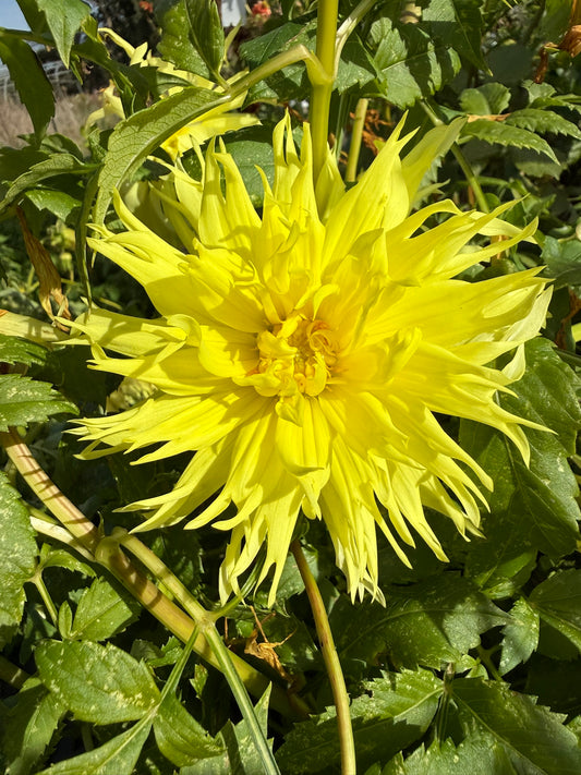 Dahlia - Abby Louise