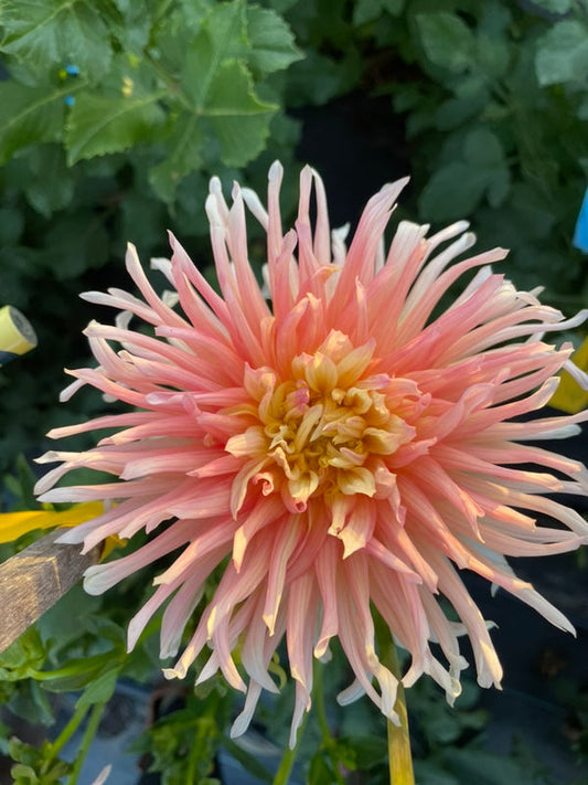 Dahlia Seed - Villandry