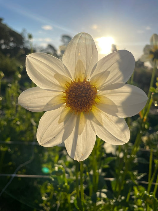 Dahlia - Woden White Light