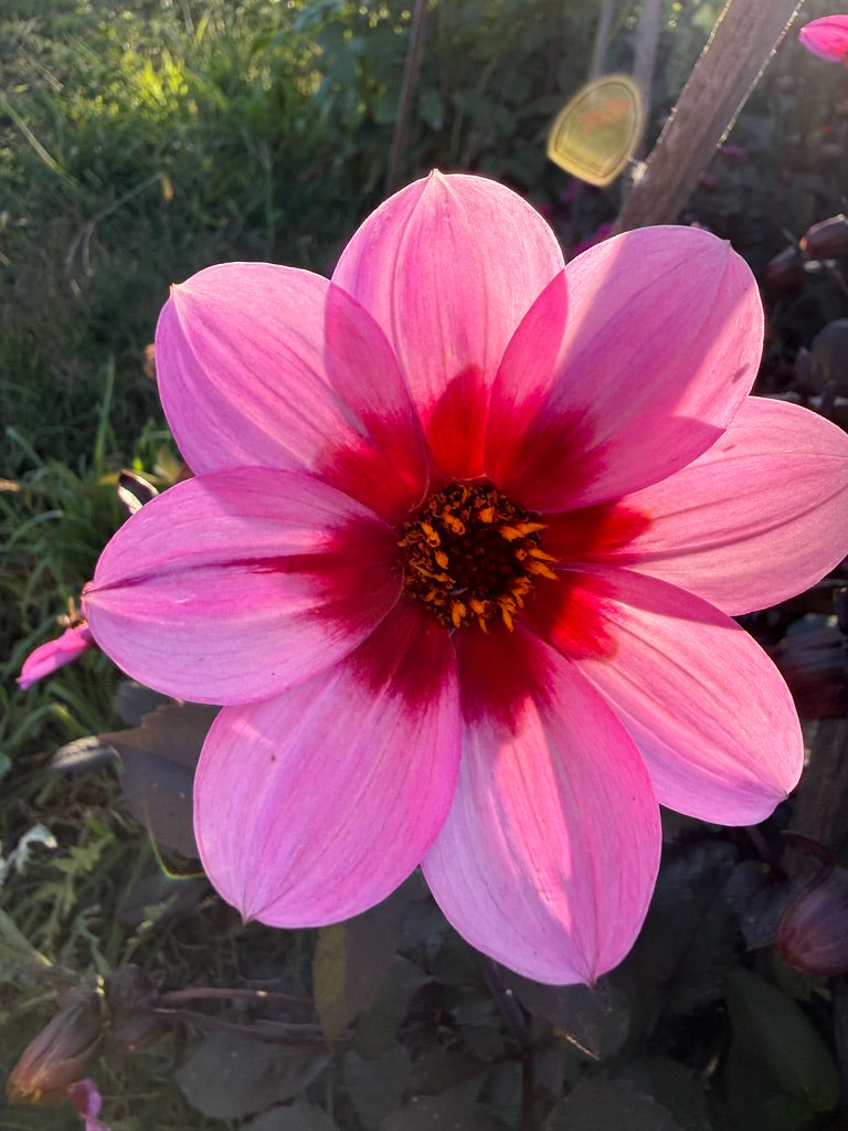 Dahlia - Dahlegria 'Pink Halo'