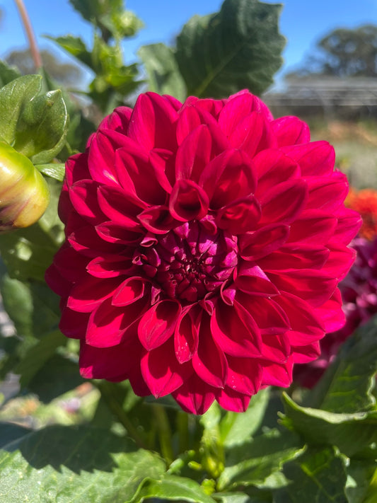 Dahlia Seed - Formby Rouge