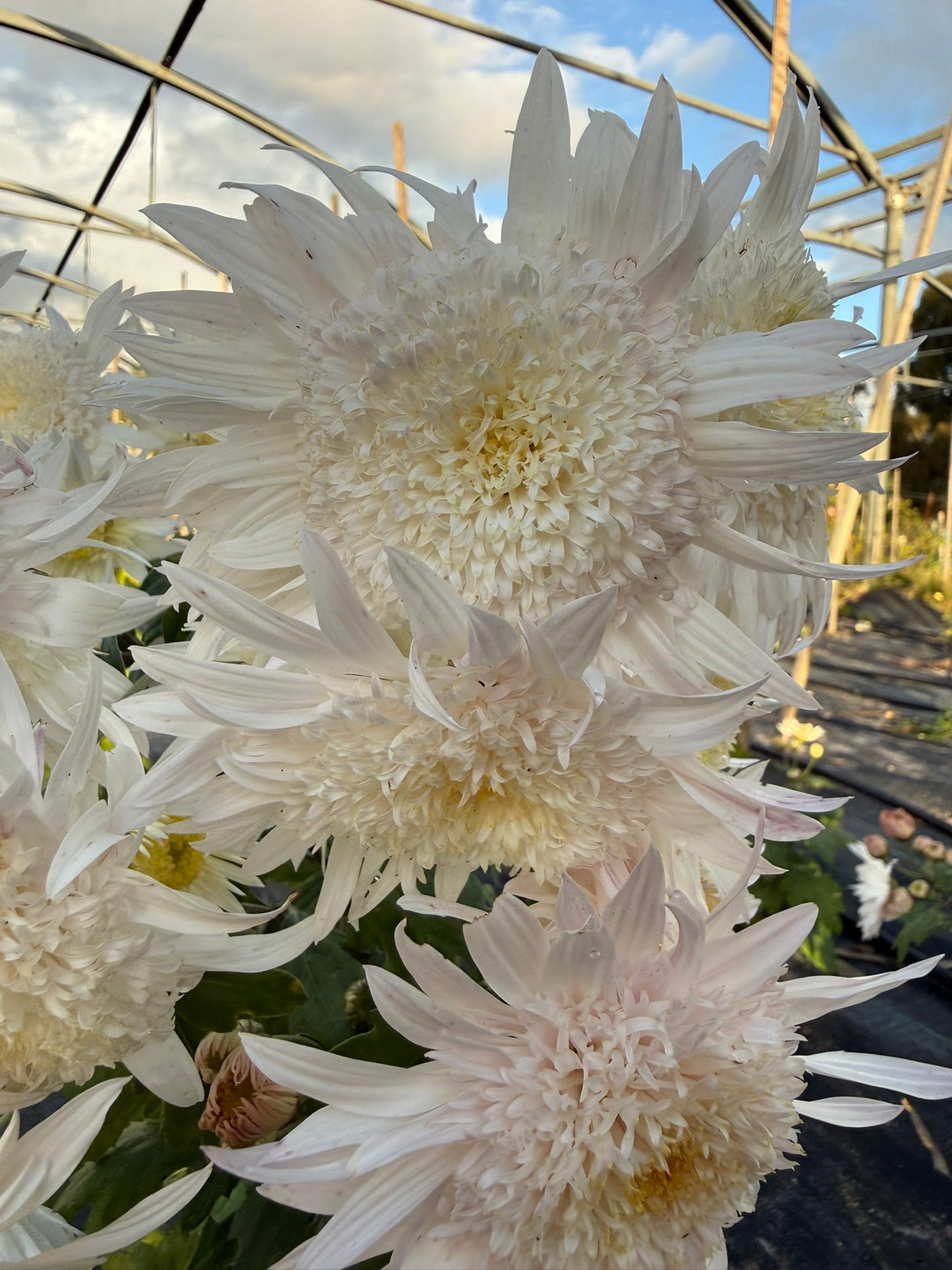 Heirloom Chrysanthemum - Rooted Cutting - Flying Saucer
