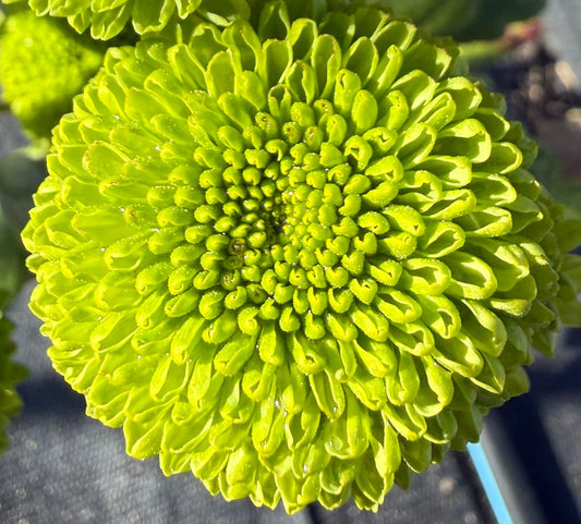Chrysanthemum - Rooted Cutting - Green Sulphur