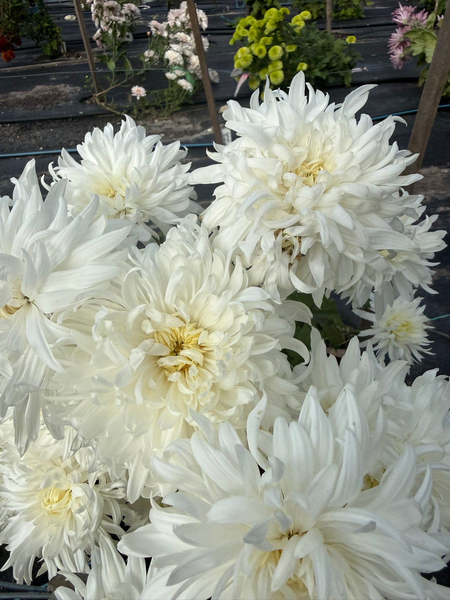 Chrysanthemum - Rooted Cutting - Seaton's Lily