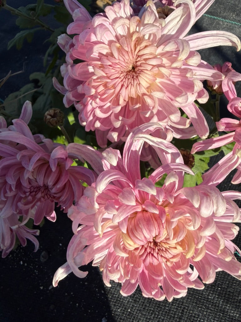 Chrysanthemum - Rooted Cutting - Pink Lady Princess