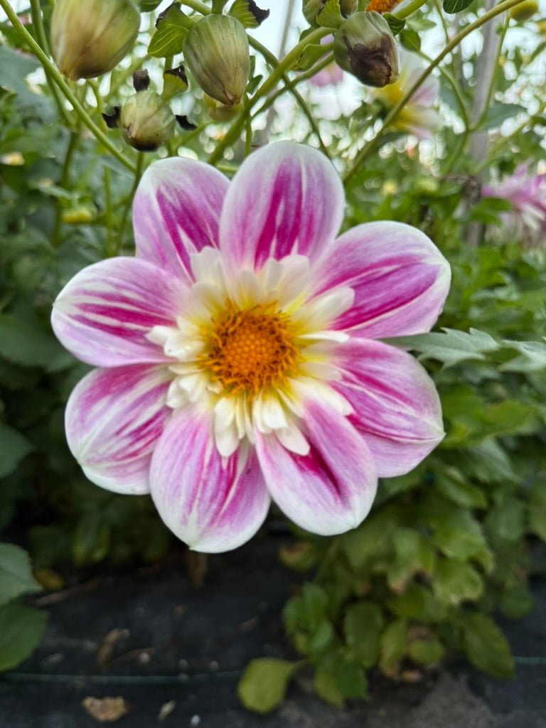 Dahlia - Miss Joan
