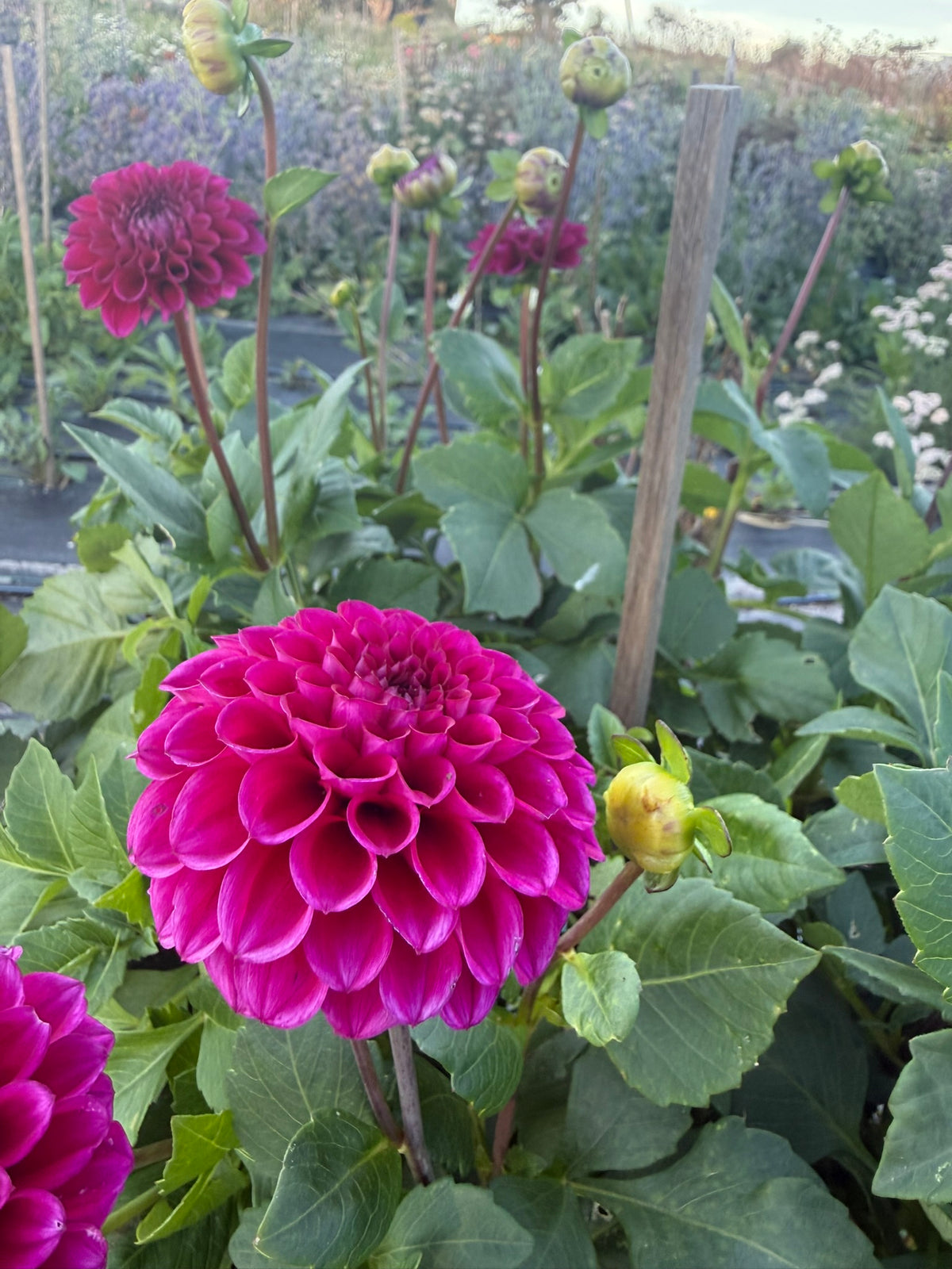 Dahlia - Mary's Jomanda