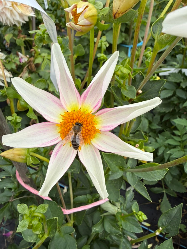 Dahlia - Derma Dainty