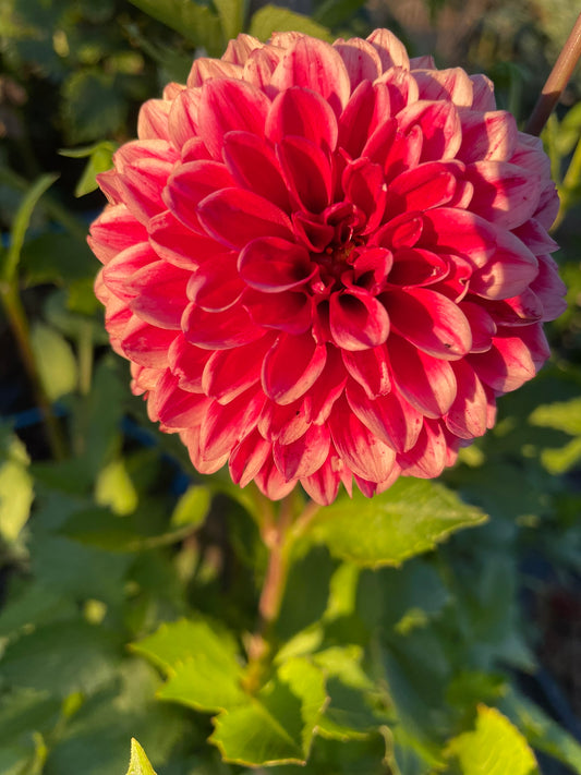 Dahlia - Formby Debra