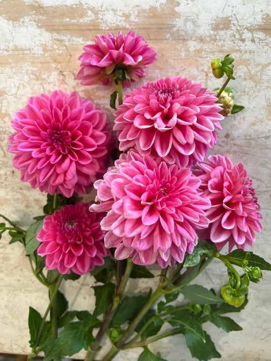 Dahlia - Pink Show