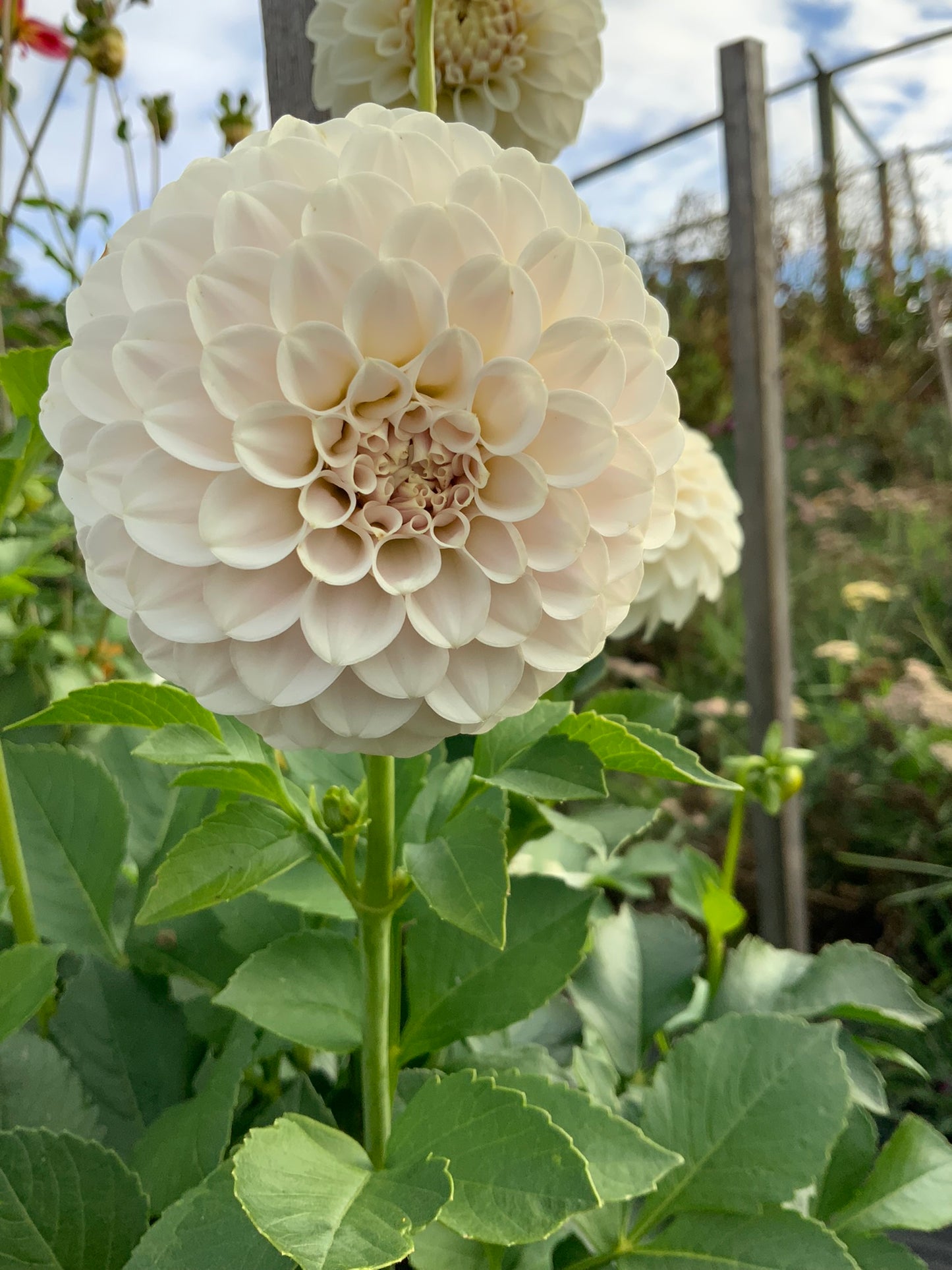 Dahlia - Glenmarc Eureka (Max 1)