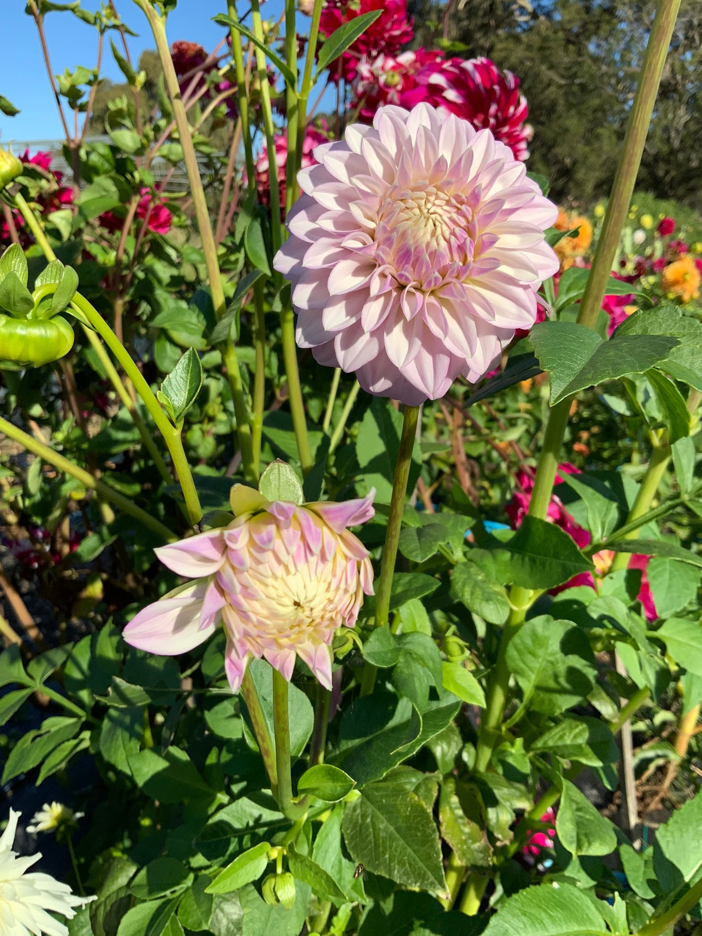 Dahlia - Glenmarc Skye