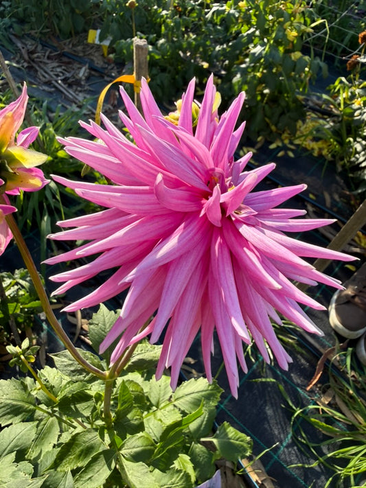 Dahlia - Lady G
