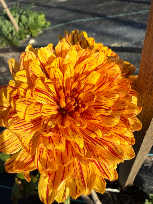 Chrysanthemum - Rooted Cutting - Barcelona