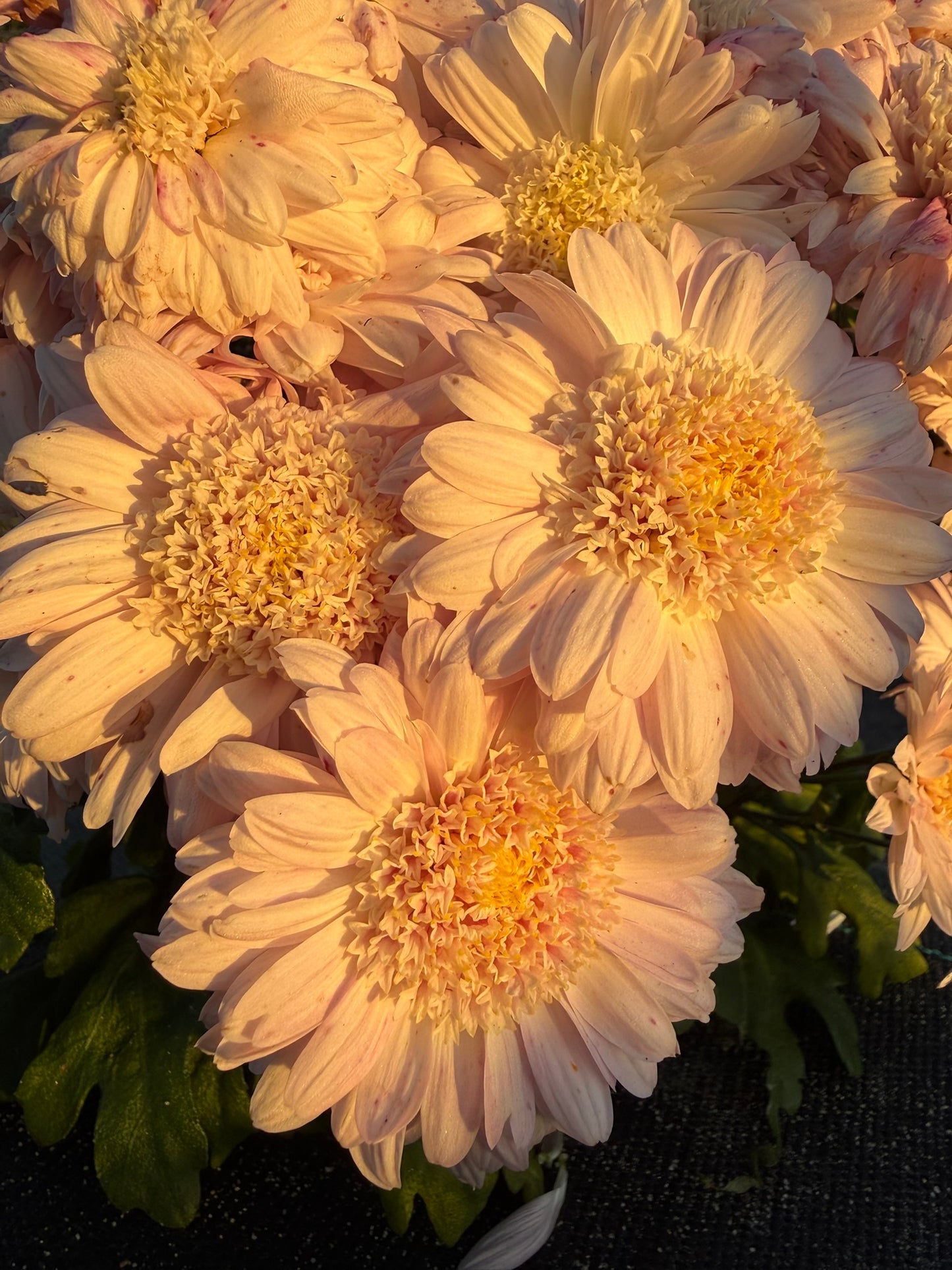 Chrysanthemum - Rooted Cutting - Lucy