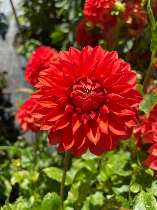 Dahlia - Starflo Annie