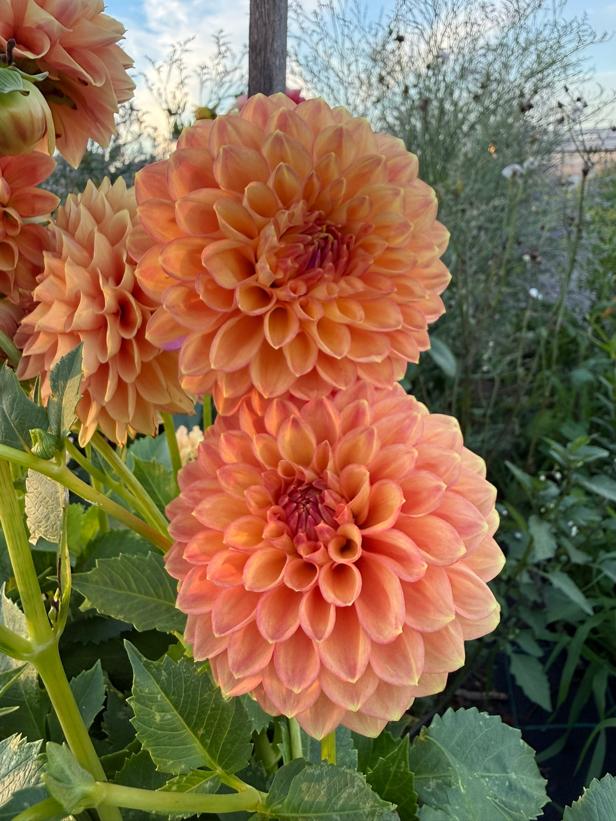 Dahlia - Cottage Delight