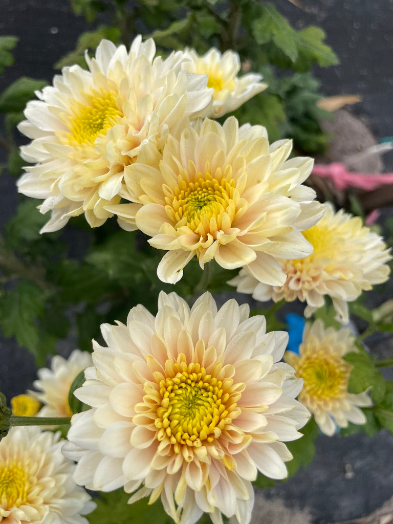 Heirloom Chrysanthemum - Rooted Cutting - Sugar Rose
