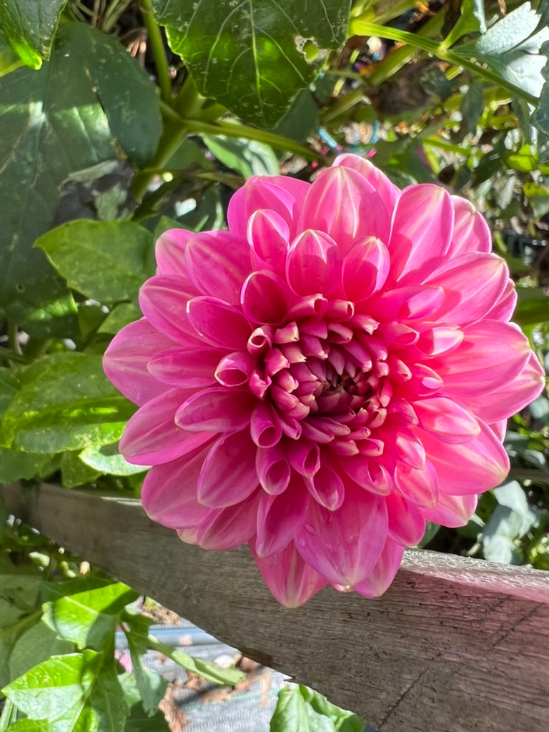 Dahlia - Pink Show