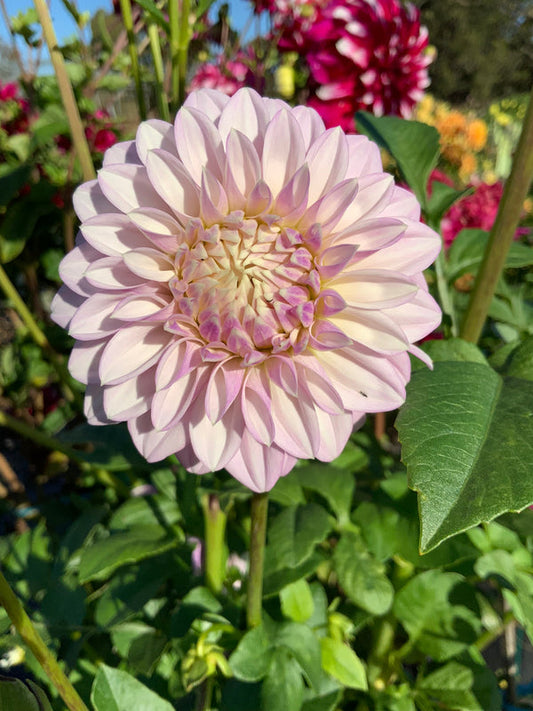 Dahlia Seed - Glenmarc Skye