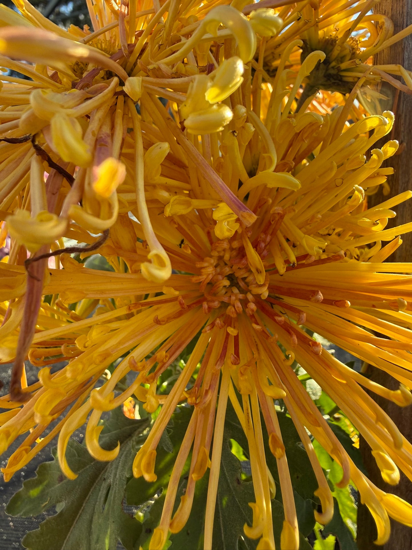 Chrysanthemum - Rooted Cutting - Goshu Penta
