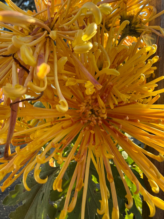 Chrysanthemum - Rooted Cutting - Goshu Penta