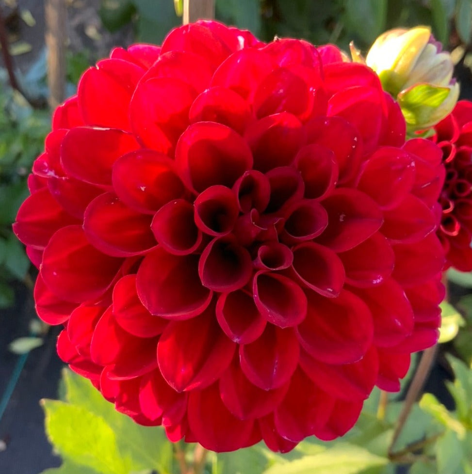 Dahlia - Steve's Choice