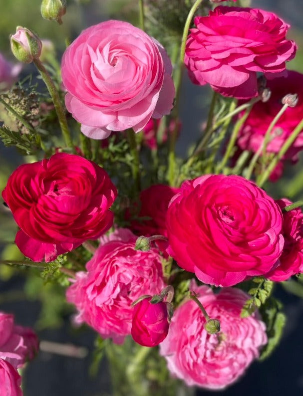 Italian Ranunculus - Rose Pink